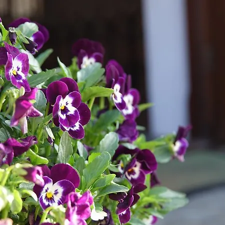 Gosciniec Dworski W Ropie - Goscinne ホリデーパーク 3*